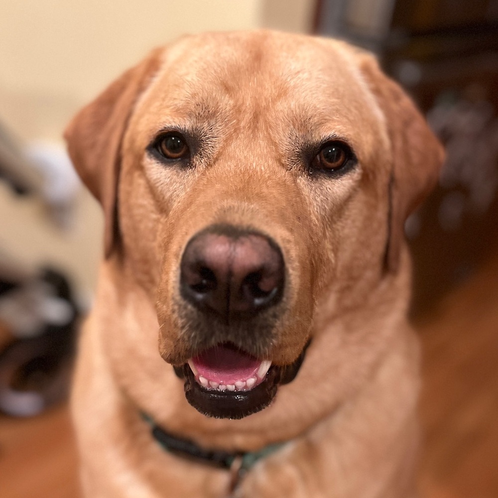 Meet your Posher, Anna